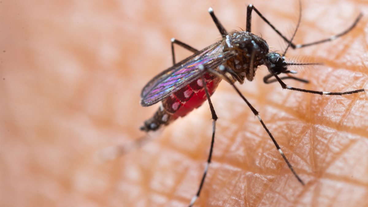 Mosquito with abdomen full of blood