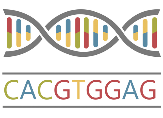 Illustration of a simplified DNA structure above a set of letters representing reading the DNA's sequence