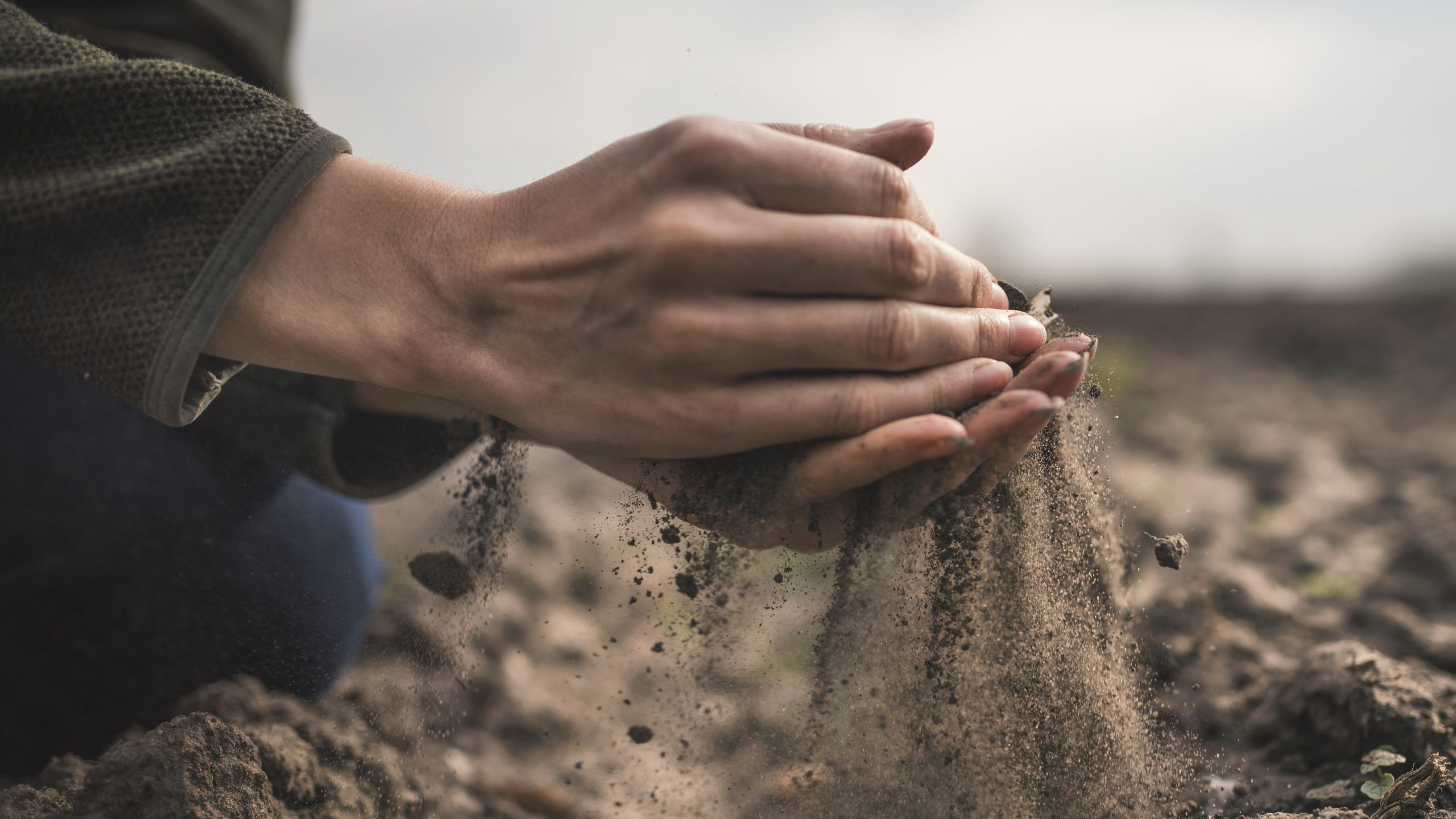 Closeup of a woman's hands sifting dirt