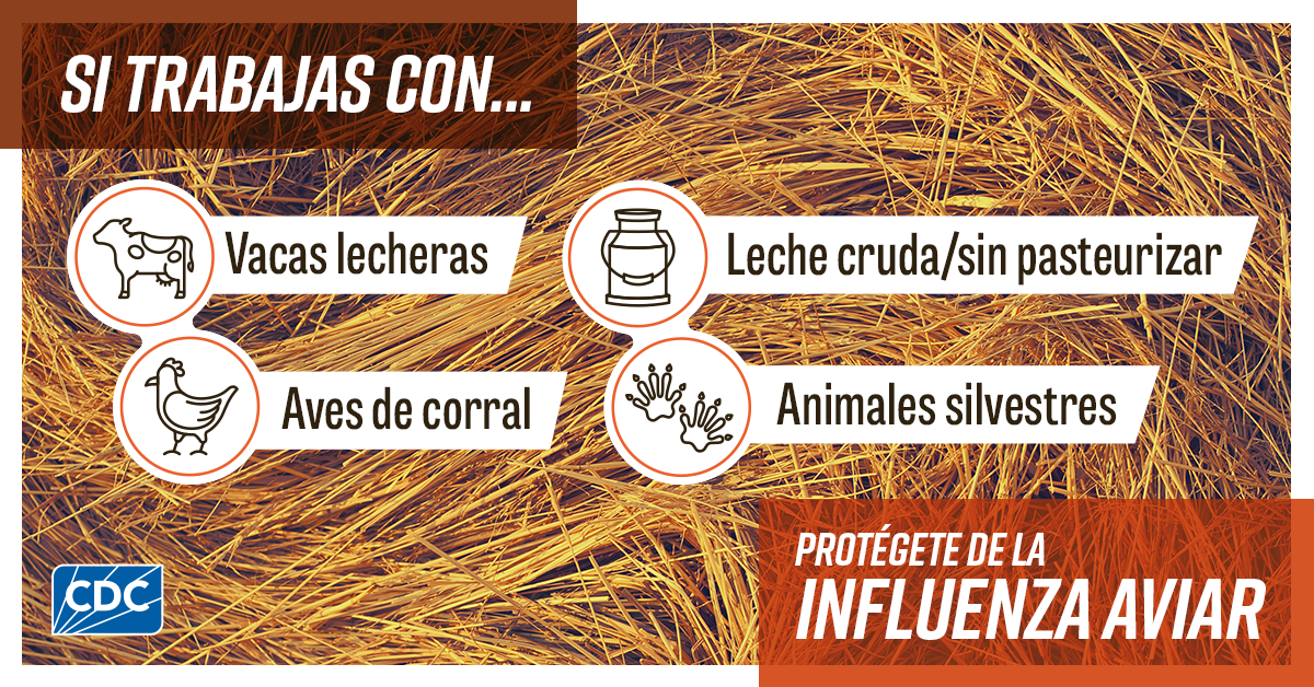 Si trabajas con vacas lecheras. Leche cruda/sin pasteurizer, aves de corral and animals silvestres protegete la influenza aviar