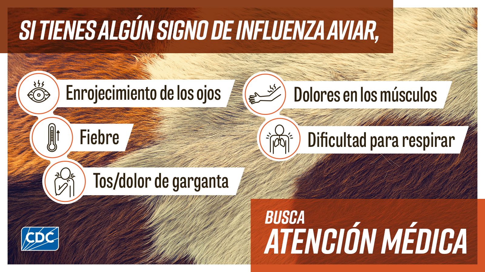 If you have any signs of bird flu seek medical care