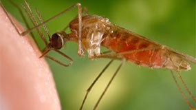 — title missing — A feeding mosquito.