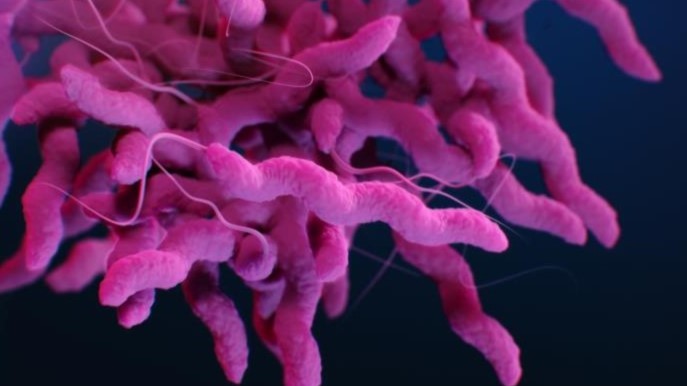 Camplylobacter A three-dimensional computer-generated image of a cluster of curly-cue shaped Campylobacter bacteria.