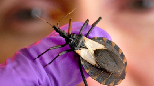 — title missing — triatomine bug
