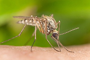 image.png A mosquito biting into a person.