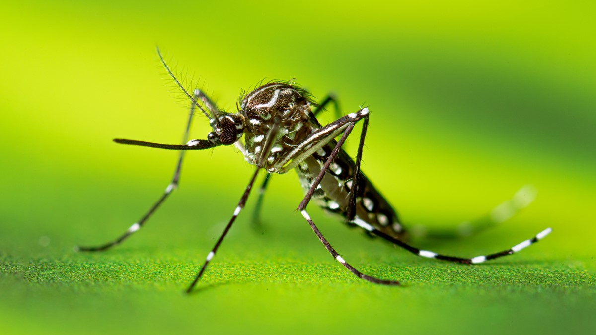An Aedes aegypti mosquito resting on a leaf.