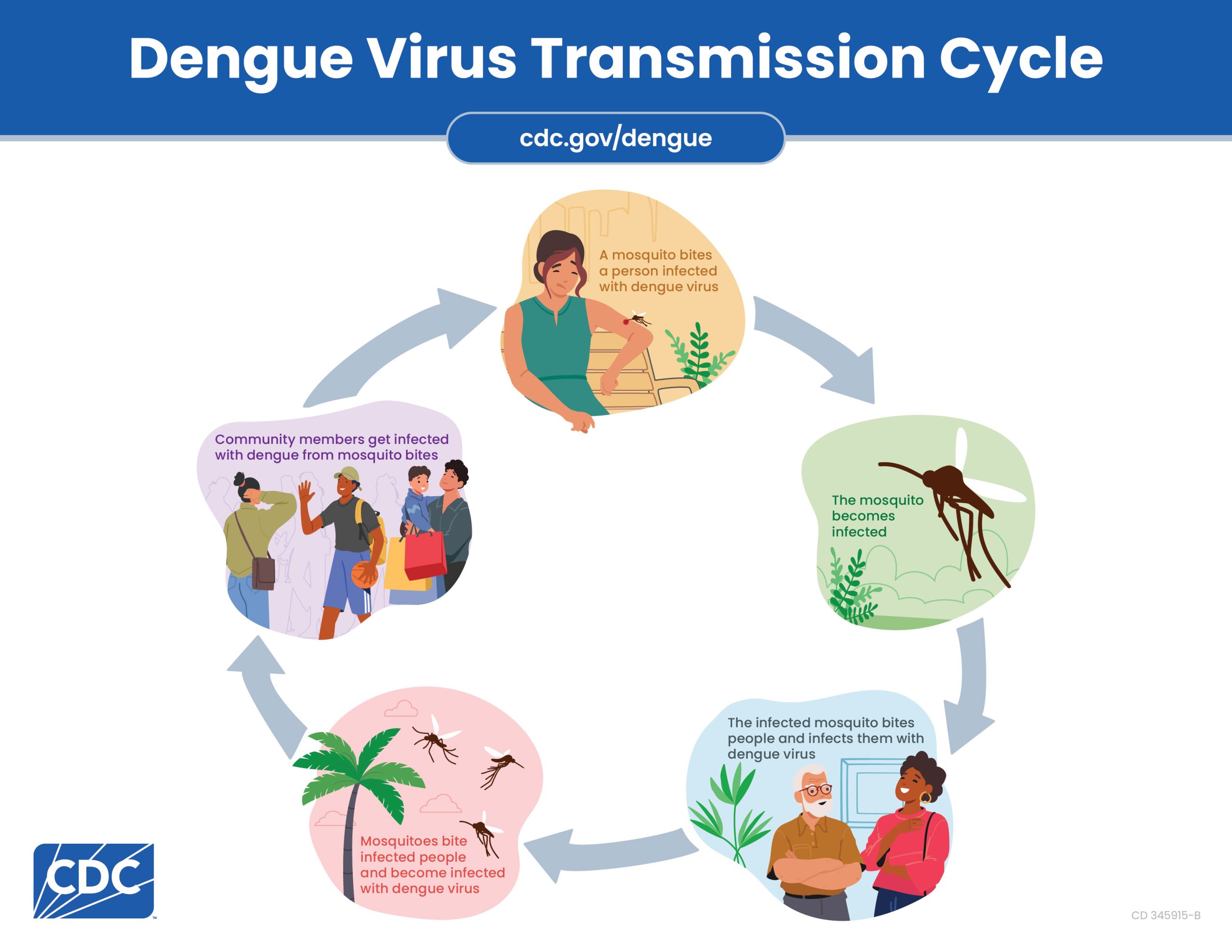 Graphic showing how dengue is spread from a person to their community through mosquito bites.