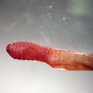 earthworm_KY1.jpg