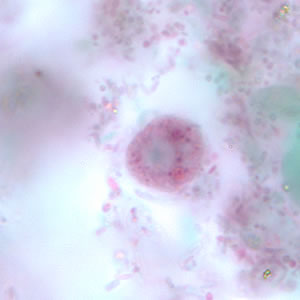 Dfragilis_troph_tric6.jpg Figure F