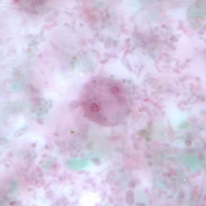 Dfragilis_troph_tric4.jpg Figure D