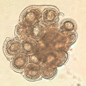 D_caninium_dehazed_A