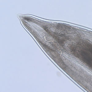 Case185_B.jpg