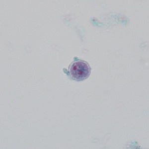 Figure E