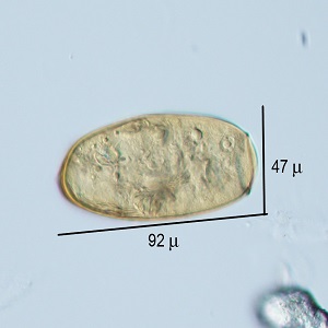 Figure C