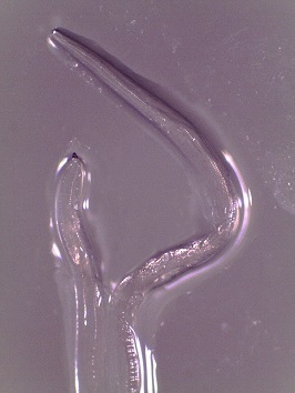 thelaziasis image