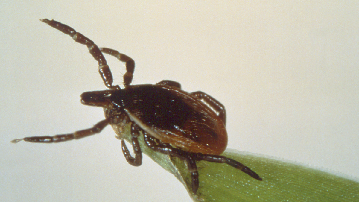 A questing blacklegged tick on the tip of a blade of grass.