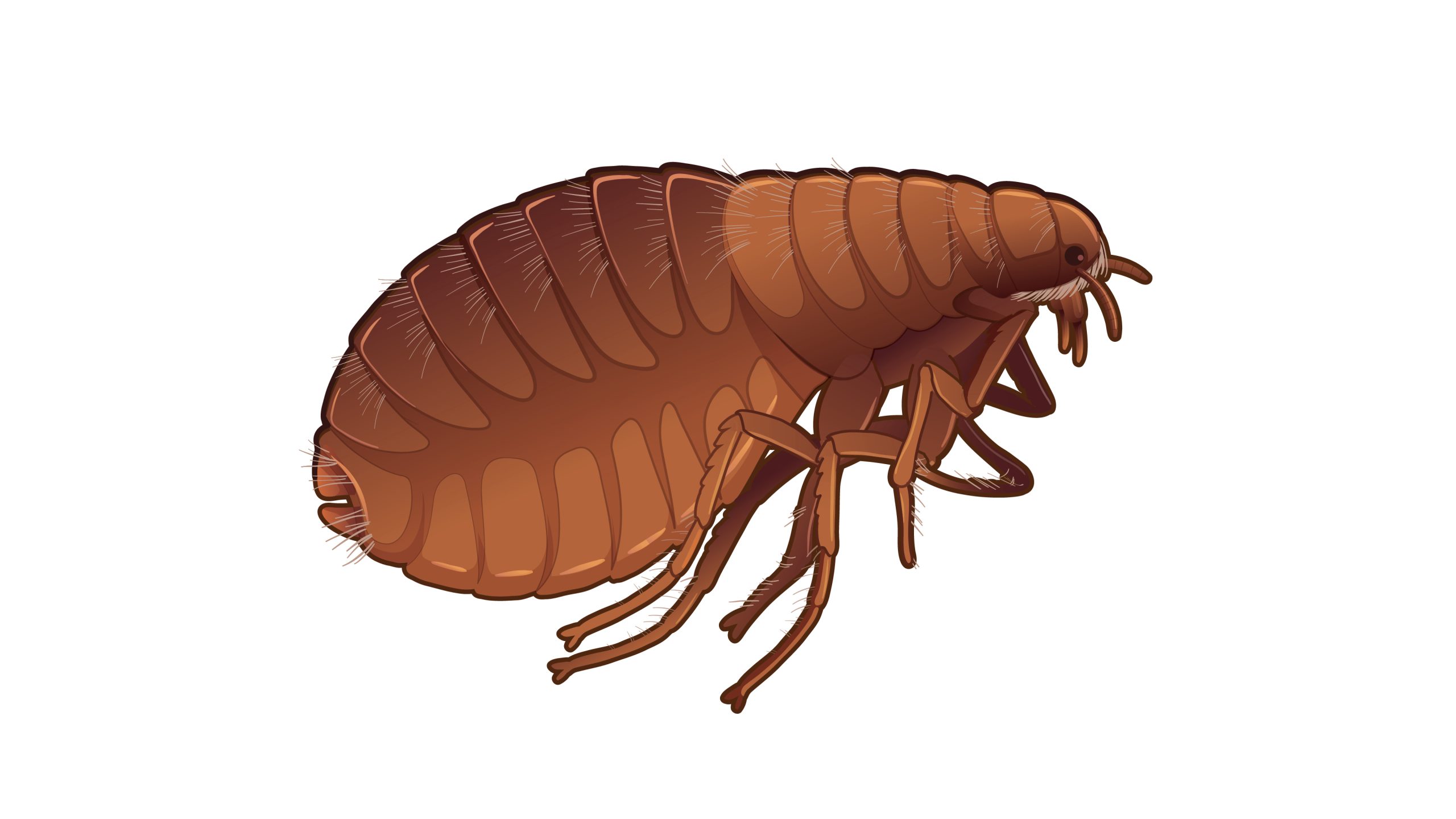 An illustration of a flea.
