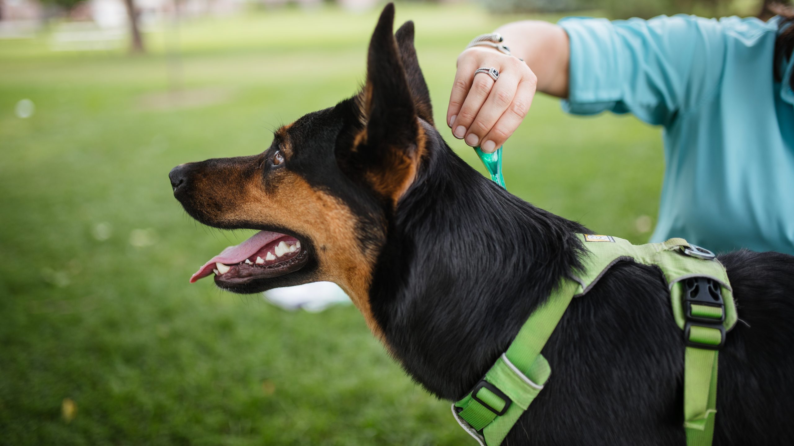 Dog receiving tick and flea prevention from its owner.