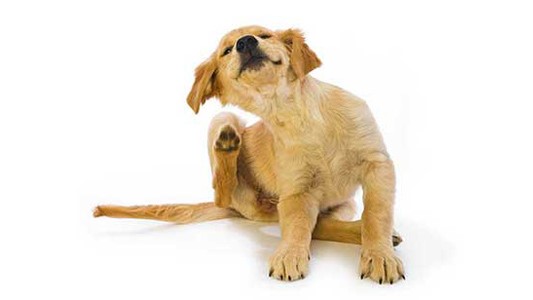 Golden retriever puppy sitting and scratching itself with his right hind leg.