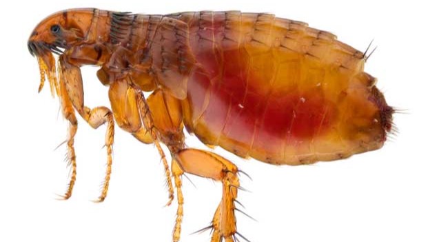 A cat flea full of human blood.