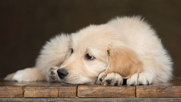 -- title missing -- Golden retriever dog laying down.