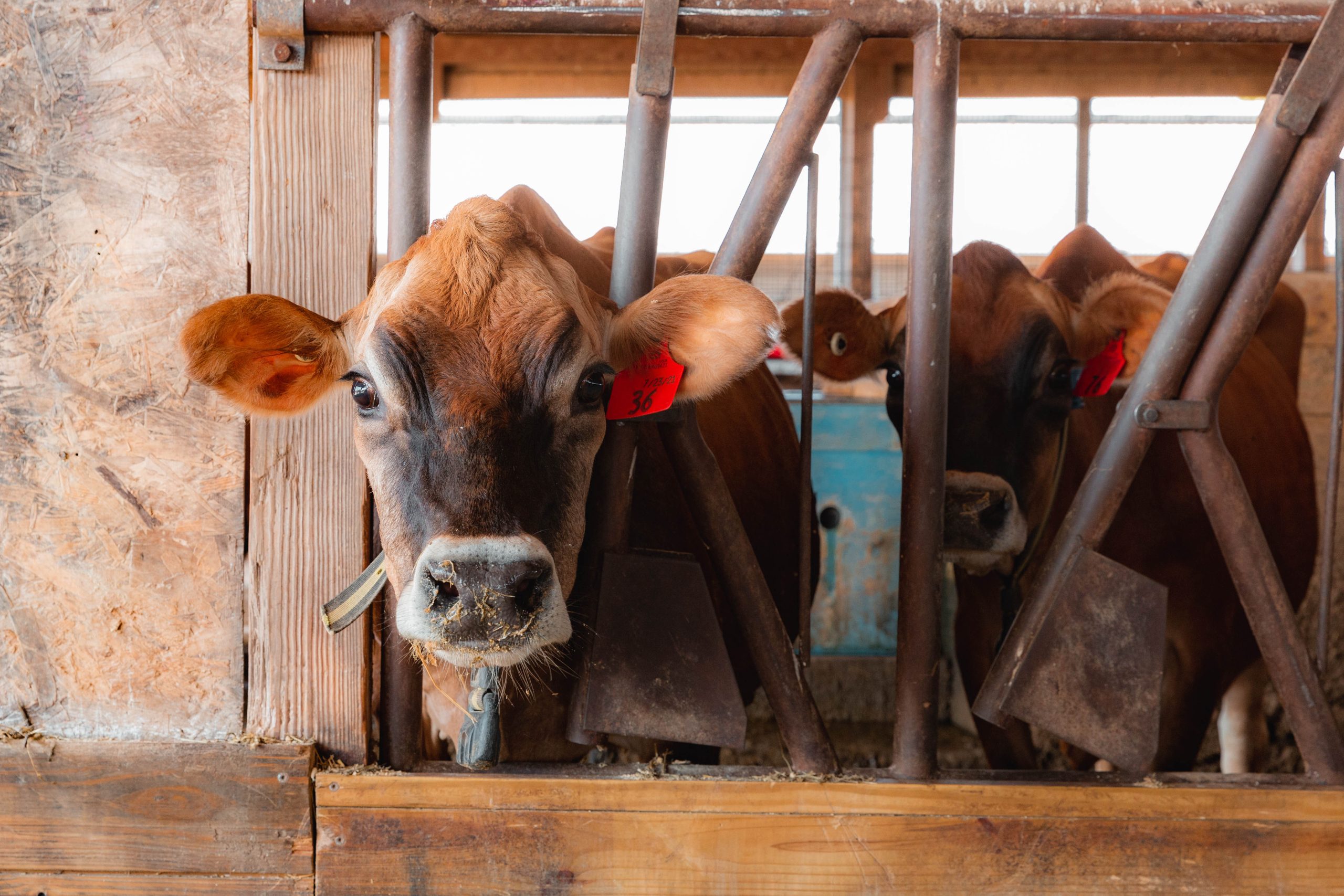 Cows in a barn Two Jersey cows in a barn