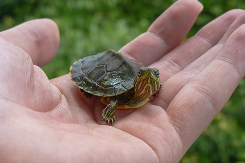 Small turtle Tiny turtle