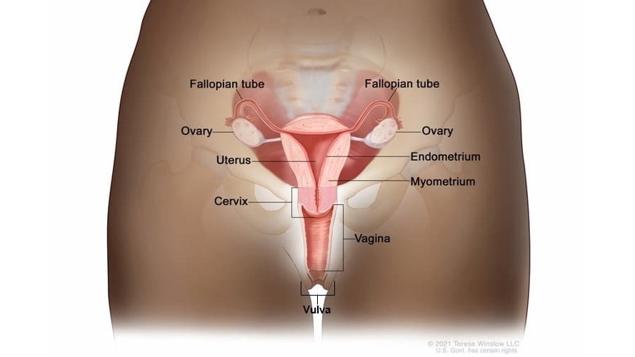 GYN Diagram Illustration of a woman's reproductive system, labelling the fallopian tubes, ovaries, uterus, cervix, endometrium, myometrium, vagina, and vulva