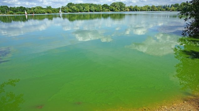 Un lago rodeado de árboles y arbustos. El agua del lago es de un verde brillante debido a las algas.