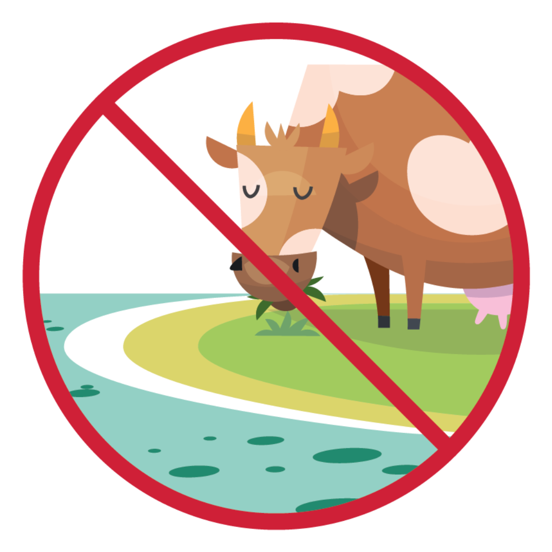 Illustration of a cow eating grass right next to green water with algae. A red line through the illustration indicates that your animals should not eat near this type of water.
