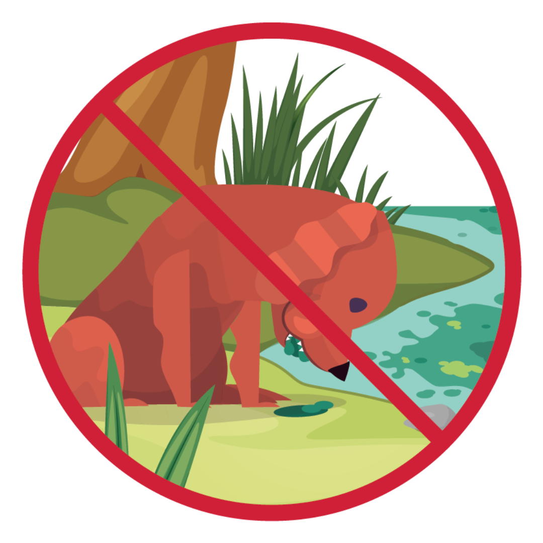 Illustration of a dog eating algae near a body of water. A red line through the illustration indicates that your animals should not eat algae.