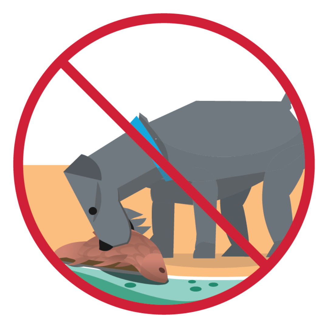 Illustration of a dog eating a dead fish on the shore of a green body of water with algae in it. A red line through the illustration indicates that your animals should not eat dead animals in or near waterbodies.