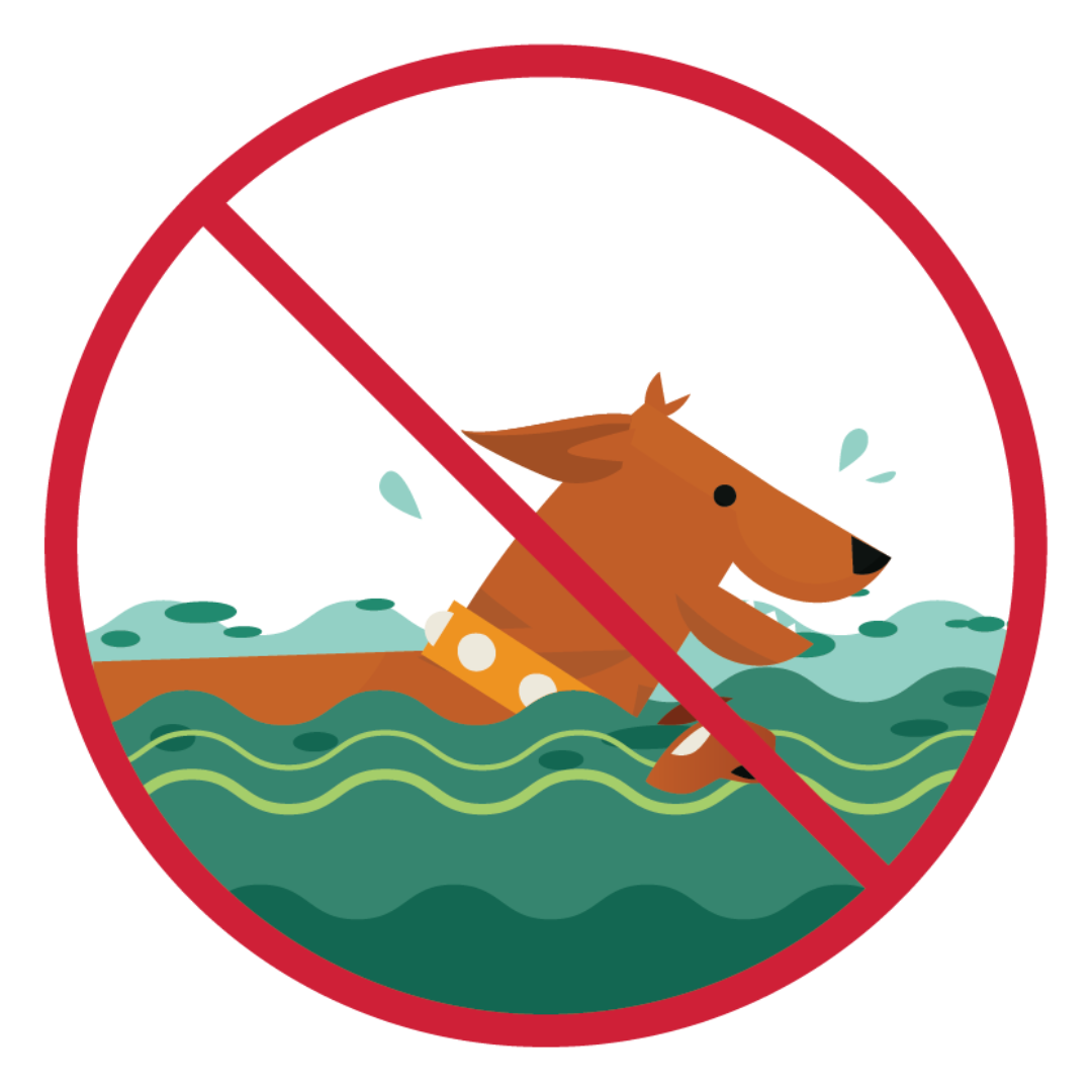 Illustration of a dog swimming in green water with algae. A red line through the illustration indicates that your animals should not go in this type of water.