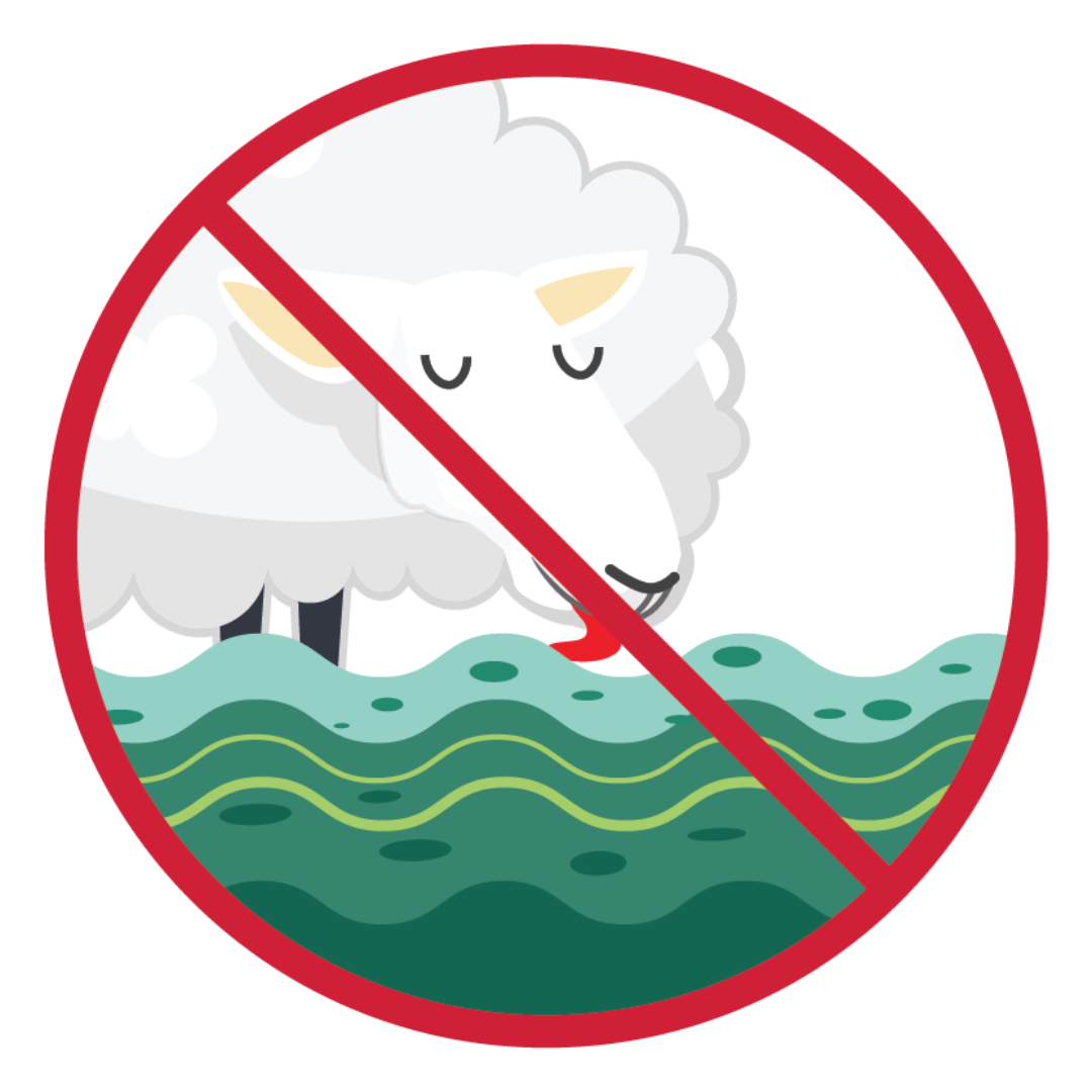 Illustration of a sheep drinking green water with algae. A red line through the illustration indicates that your animals should not drink this type of water.