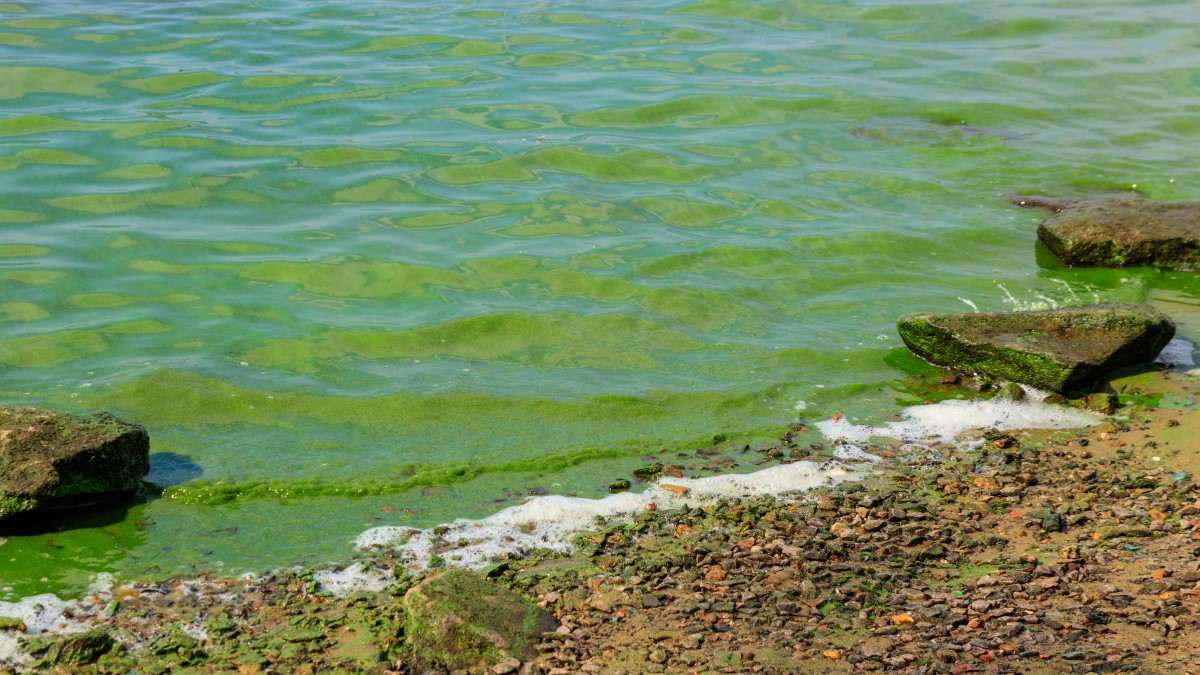 Rocky lake shore with green water washing up.