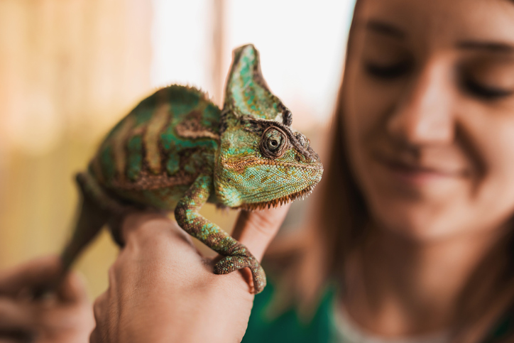 Close up of a chameleon in woman's hand. Girl holding lizard in her hands