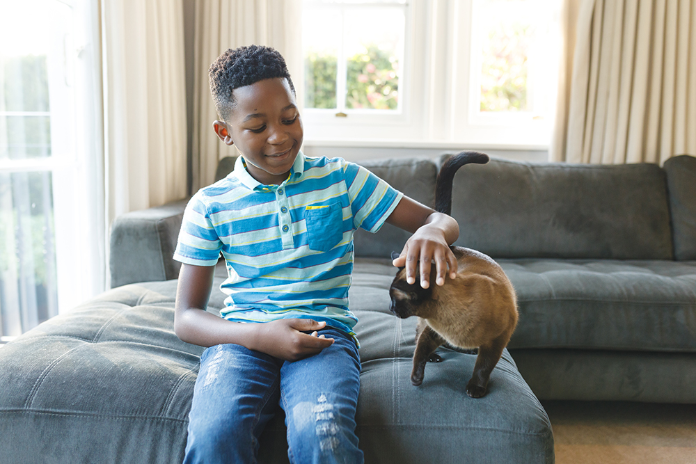 Happy african american boy sitting on couch and petting his cat in sunny living room Boy sitting on couch and petting his cat in sunny living room.