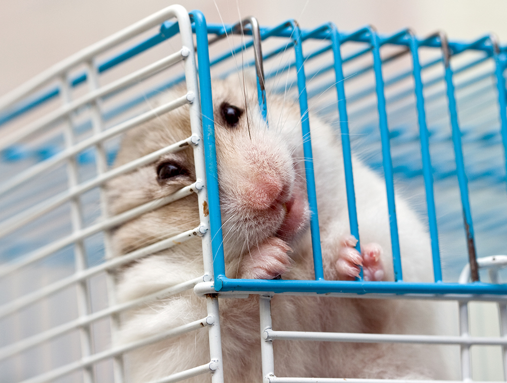 Hamster in cage Hamster in cage