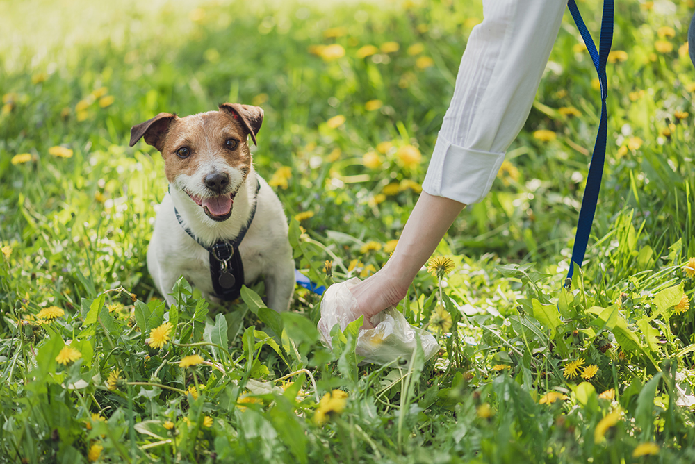 Pet owner picks up dog's poop cleaning up mess Pet owner picks up dog's poop cleaning up mess