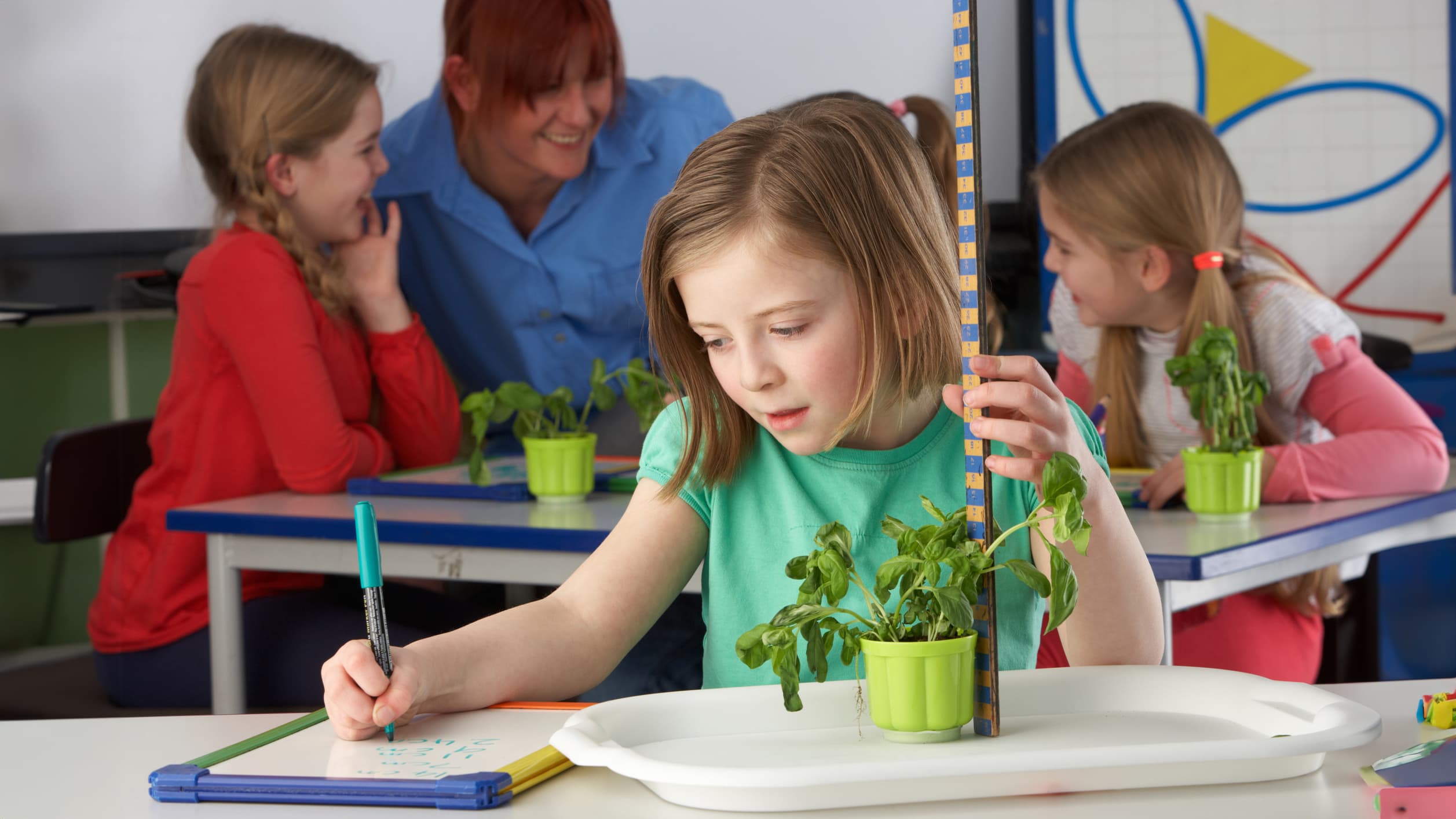 Girl learning about plants in school class Young student measures a potted plant on her desk, writing on a pad. Students and a teacher are in the background.