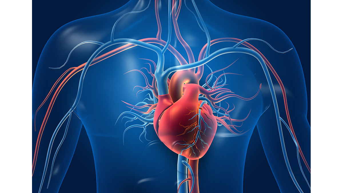 Human heart with blood vessels Human heart with blood vessels