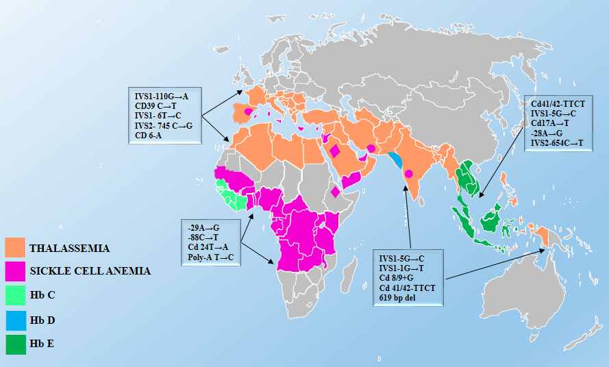 Map showing the global distribution of Thalassemia and Sickle Cell Anemia