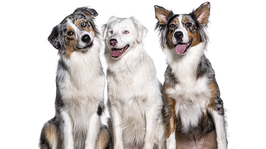 Dogs looking at the camera Three dogs looking at the camera