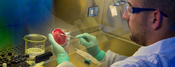 LRN-B Factsheet Webpage Thumbnail Laboratory professional wearing personal protective equipment and swabbing a petri dish in a biosafety cabinet.
