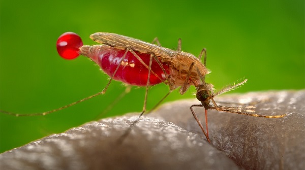 1_Anopheles_gambiae Anopheles_gambiae.jpg