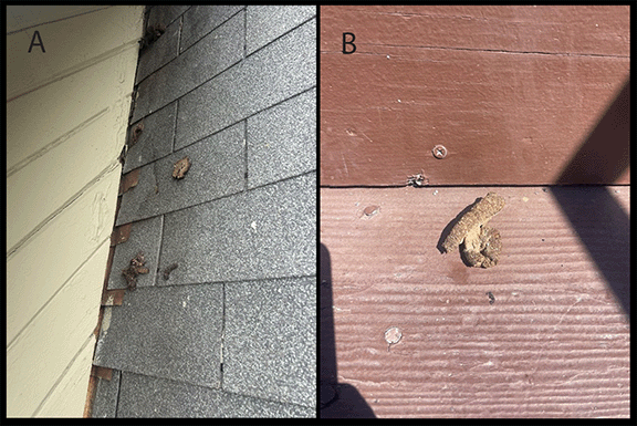 Baylisascariasis (Raccoon Roundworm Infection) in Two Unrelated Children — Los Angeles County, California, 2024 The figure consists of two color images taken in Los Angeles County, California, in 2024, of raccoon feces at the home of patient A with diagnosed baylisascariasis. The first image is a raccoon latrine on the sloping rooftop of the home of patient A, and the second image is of raccoon feces that fell from the rooftop of patient A’s home onto the staircase leading from the back door.