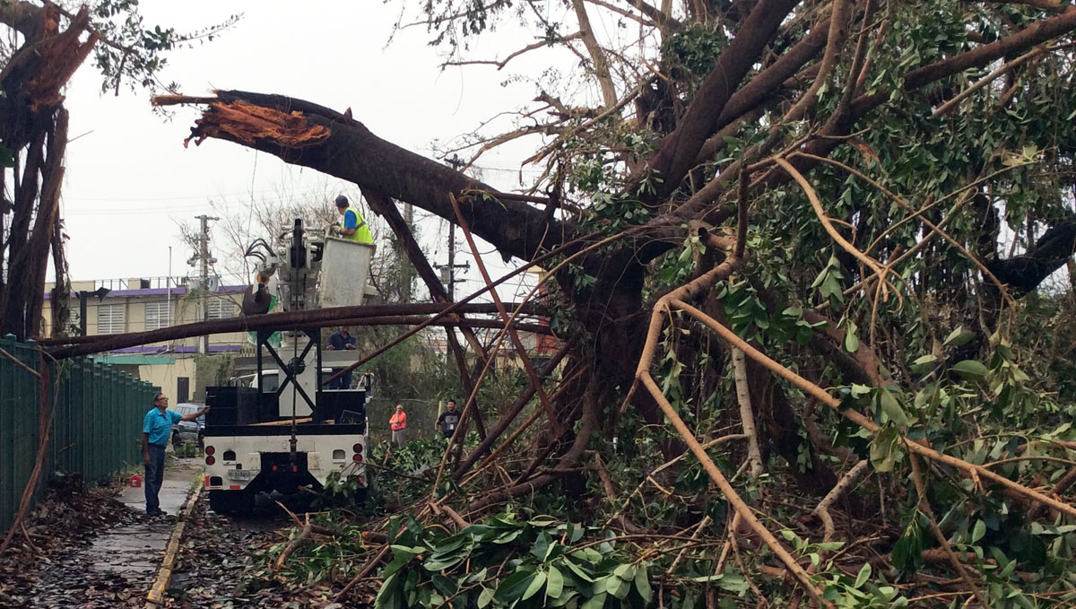 ES Hurricane Maria tree damage Trabajadores en un camión preparándose para sacar un árbol caído de una calle.