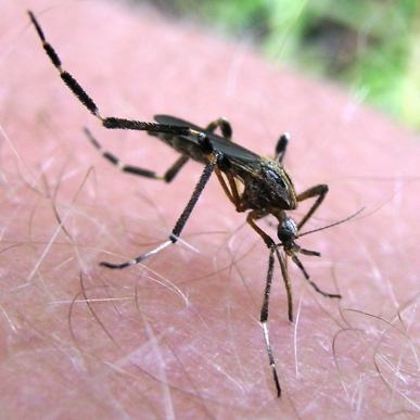 ES Psorophora ciliata Este mosquito de agua de inundación pica agresivamente pero no les propaga microbios a las personas. Cortesía de Sean McCann.