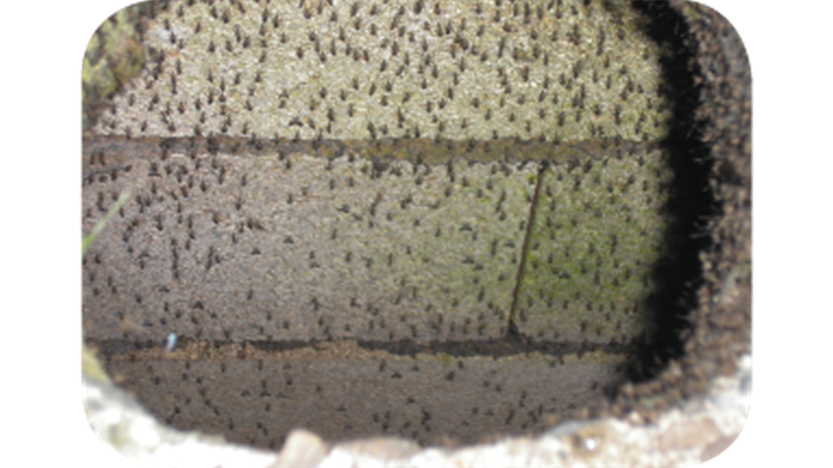 — title missing — Hundreds of mosquitoes line a wall of a septic tank.