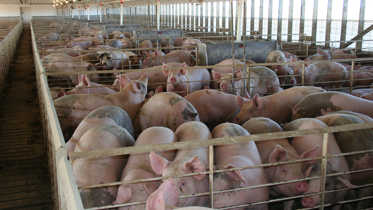 EPRO Thumbnail Pig Wastewater pigs in a pen